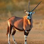 Gemsbuck (Oryx)
